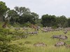 Many zebras and giraffes in Mara North