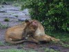 This lion sustained an injury