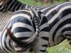 Zebra tail patterns