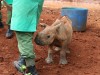 Raha the Rhino at Sheldricks