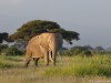 Elephant Upendo at Amboseli