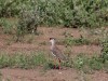 Crowned Lapwing Amboseli
