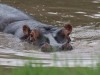 Hippo at Naboisho