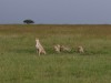 Nashipae and cubs looking for dinner