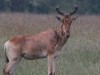 Hartebeest in Naboisho