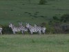 Zebras all watching lioness at Naboisho