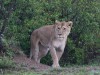 Lioness at Naboisho
