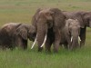 Many families of elephants