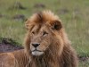 Mwana was handsome - Mara North