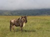 Mara North wildebeest