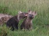 Hyena cubs in Mara North playing