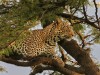 Ndoto the leopard up from a nap
