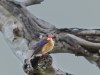 Malachite kingfisher youngster