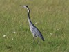 Black-headed heron in Mara North