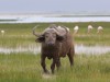 Cape Buffalo wading through the high water