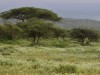 Flowers after the rains in the conservancy of Elephant Garden Camp
