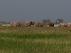 Elephant family Amboseli