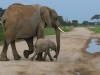 Mom guiding youngster across the road