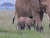 Mom and tiny baby at Amboseli