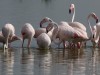 Lots of flamingos