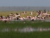 Lots of flamingos in Amboseli