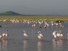 Flamingos at Observation Hill in Amboseli