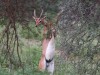 Gerenuk browsing