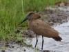 Hammerkop looking for breakfast in Mara North