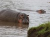 Mara North hippo