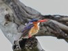 Malachite kingfisher