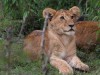 Young lions at Naboisho