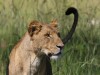 Lioness hoping to catch a monkey