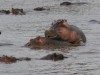 Mating hippos in Mara North