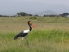 Saddle-billed stork at Amboseli