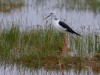Black-winged stilt
