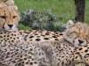 Nashipai and sleepy cubs