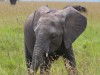 Cute youngster in Mara North