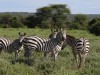 Zebras at Amboseli