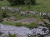 These zebras were wanting to cross but didn't