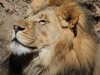 I am Definitely King