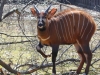 Bongo