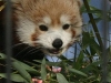 Red Panda Potter Park Zoo