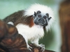Cottontop Tamarin Potter Park Zoo