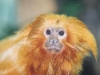 Golden Lion Tamarin Potter Park Zoo