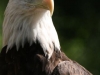 Bald Eagle Potter Park Zoo
