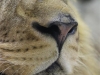I Smell Lions