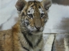 Tiger Cub January 2012 Potter Park Zoo