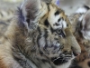 Tiger Cub Potter Park Zoo