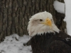Bald Eagle 2 Potter Park Zoo