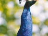 Beautiful Peacock Potter Park Zoo